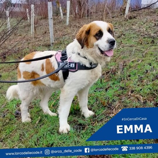 femmina, nata a giugno 2021, taglia grande