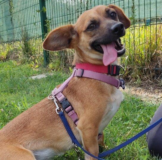 femmina, nata ad agosto 2022, taglia piccola