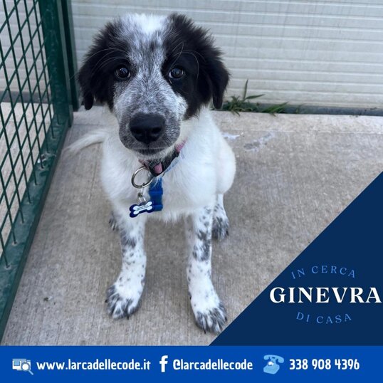 Femmina- taglia media- nata a maggio 2025