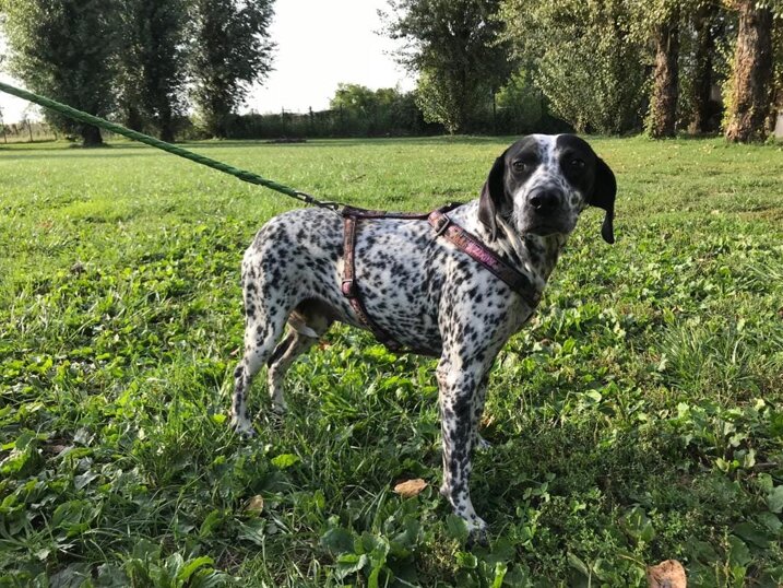 ADOTTATA! Femmina nata ad Giugno 2015, taglia media.