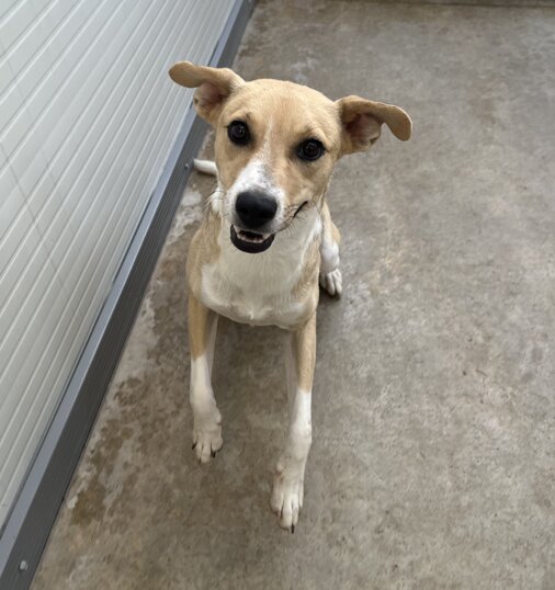 femmina, nata a gennaio 2024, taglia media