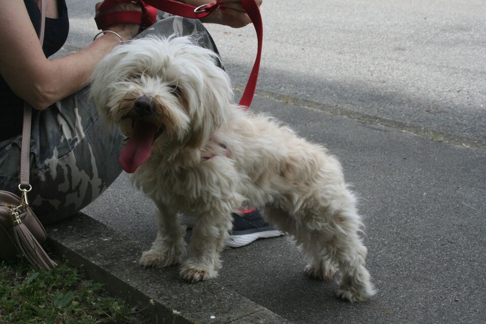 Femmina, nata ad aprile 2020, taglia piccola.