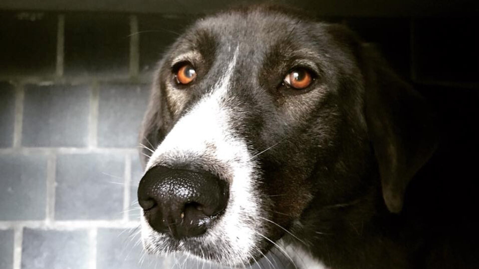 Femmina, nata in Marzo 2015, Taglia grande