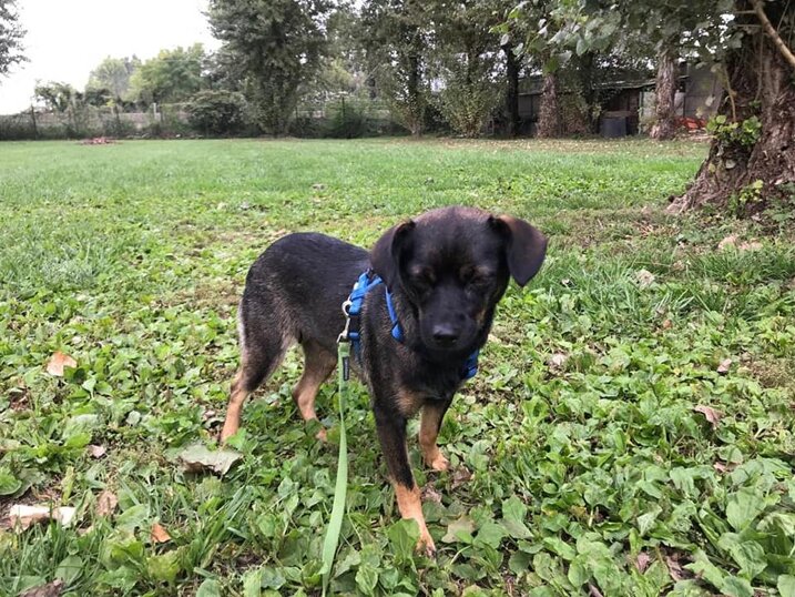 ADOTTATA! Femmina nata a Ottobre 2017, taglia piccola