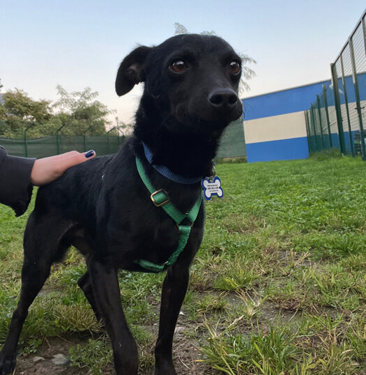 maschio, nato a febbraio 2023, taglia piccola