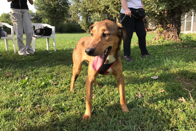 ADOTTATA! - Femmina nata ad Agosto 2018, taglia media.