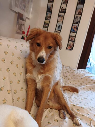 Maschio, nato in maggio 2021, Taglia media