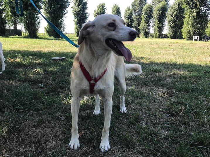 ADOTTATA! - Femmina, nata a Maggio 2018