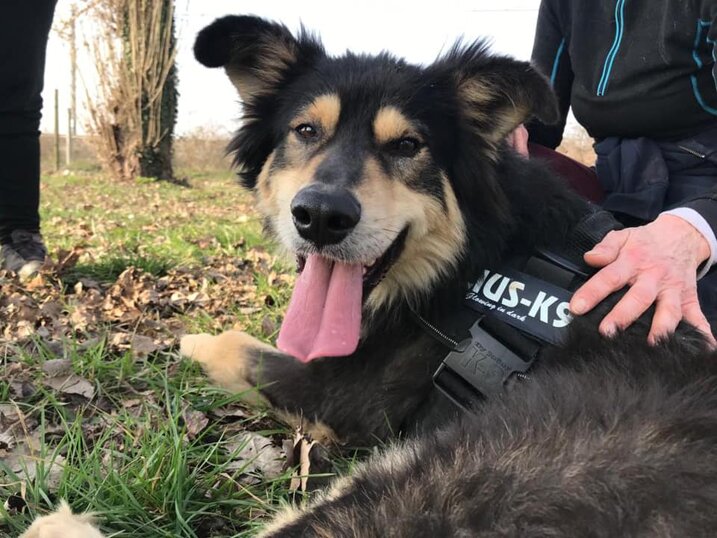 ADOTTATO! Maschio, taglia grande, nato a febbraio 2020.