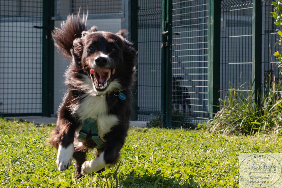 Maschio, nato a novembre 2020, taglia media.