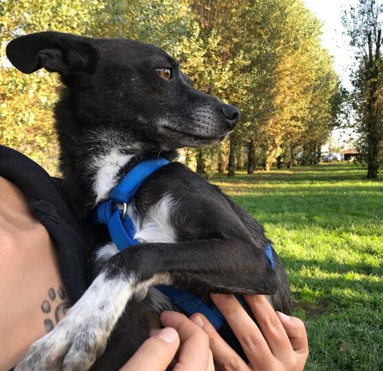 ADOTTATO! - Maschio, nato a Gennaio 2014, taglia piccola.