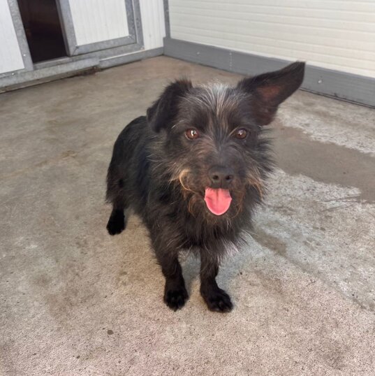 Maschio, nato a febbraio 2023, taglia piccola