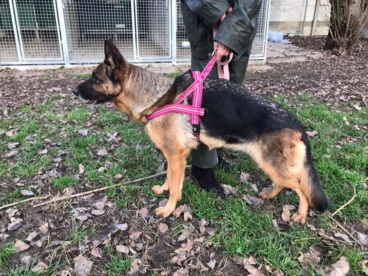 Femmina, nata nel 2016, Taglia Grande