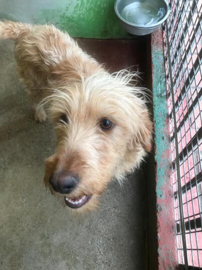 ADOTTATO! Maschio, nato a Gennaio 2020, Taglia media.