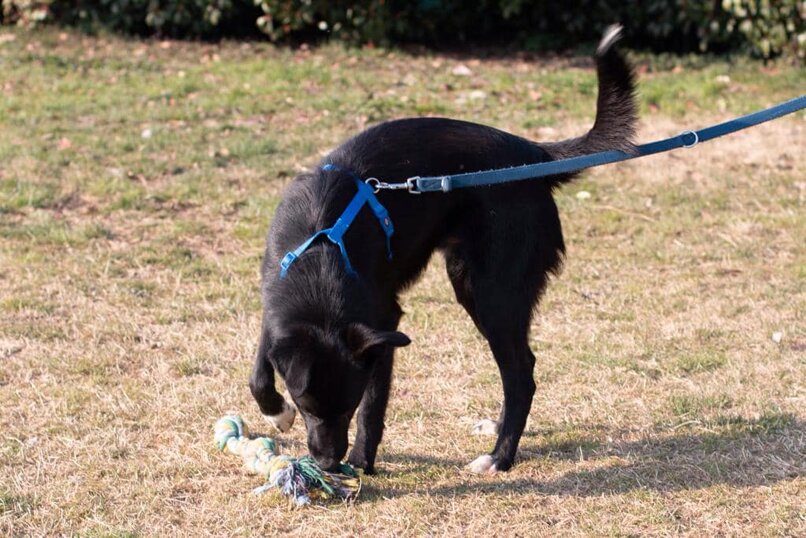 Maschio, nato a aprile 2021, taglia media.