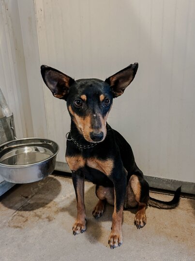 femmina, nata a novembre 2023, taglia piccola