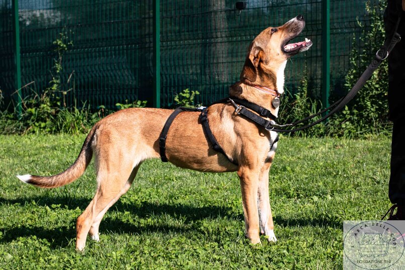 Femmina, nata in Maggio 2022, taglia media