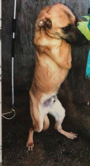 Maschio, nato a Marzo 2019, taglia medio/grande.