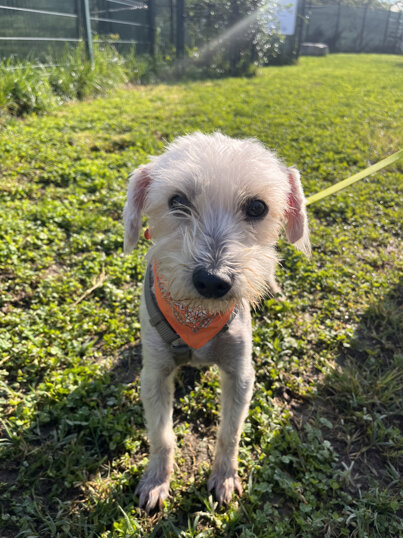 Maschio, nato a settembre 2023, taglia piccola