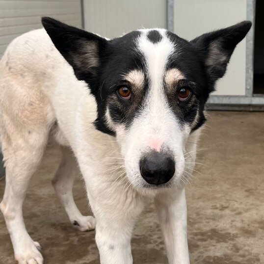 Maschio-taglia grande