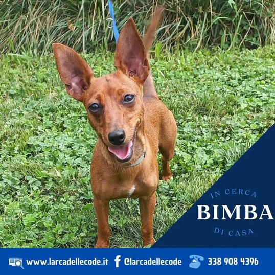 Femmina, nata a gennaio 2024, taglia piccola