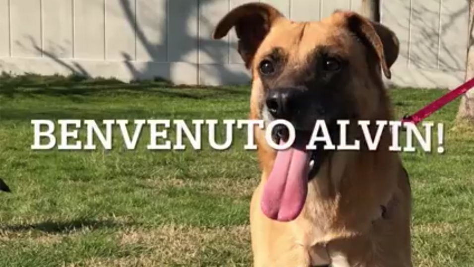 ADOTTATO! Maschio, nato a Marzo 2019, taglia medio/grande.