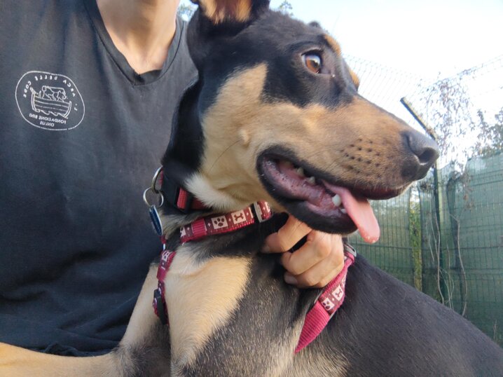 Femmina- Taglia media- nata a giugno 2023