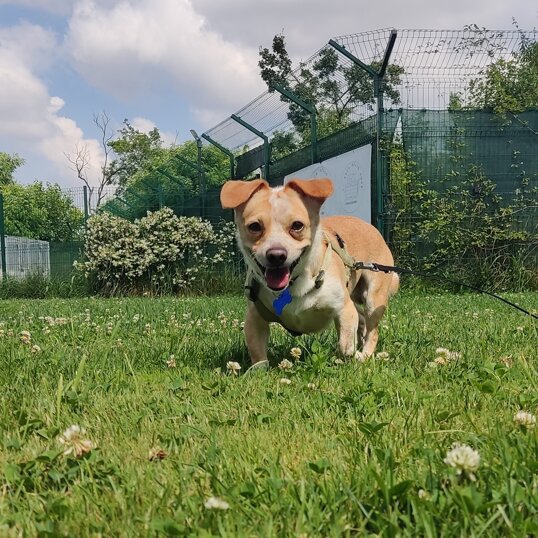 maschio, nato nel 2021, taglia piccola