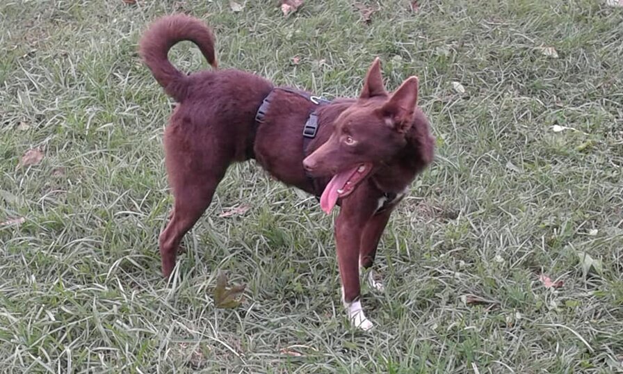 ADOTTATO! - Maschio nato a Dicembre2018, taglia medio/piccola.