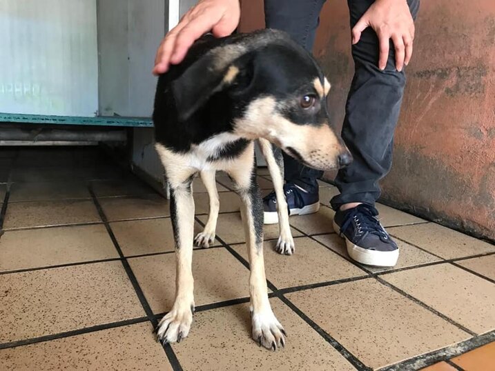 ADOTTATA! Thelma, nata ad maggio 2019, taglia piccola.