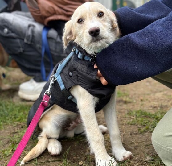 Maschio, nato a giugno 2024, taglia media