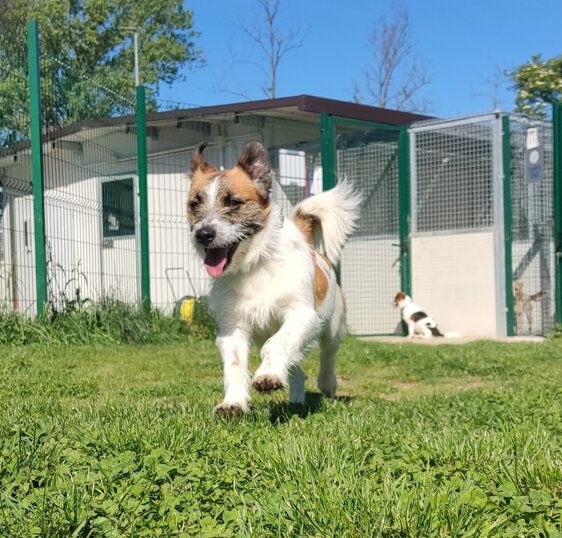 Maschio, nato a gennaio 2023, taglia piccola