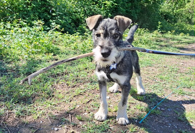 Maschio-taglia media- nato a novembre 2024