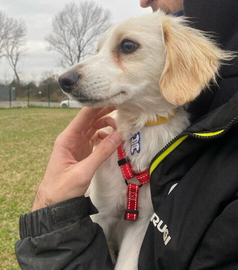 Maschio, nato a Maggio 2023, taglia piccola