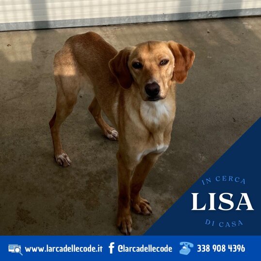 Femmina- taglia medie