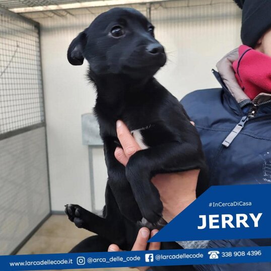 Maschio nato in dicembre 2022, Taglia piccola, Vaccinato e sverminato.