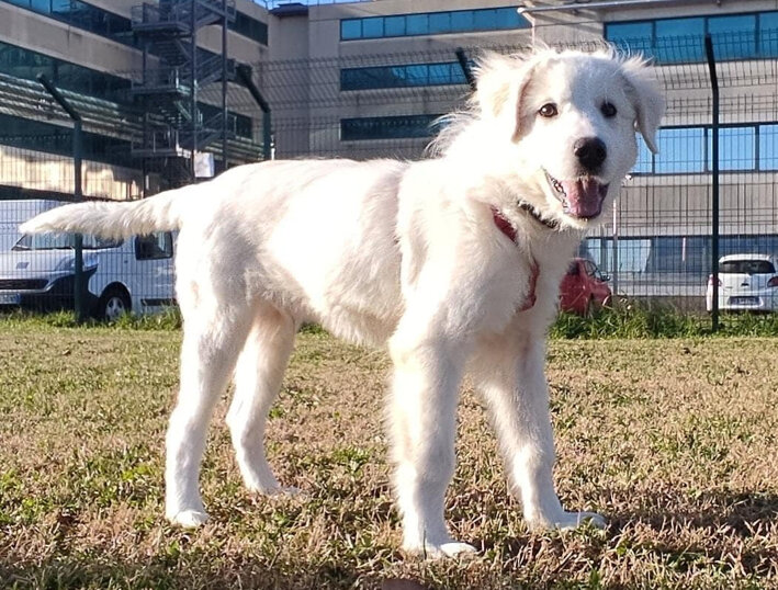 Maschio, nato ad agosto 2023, taglia grande