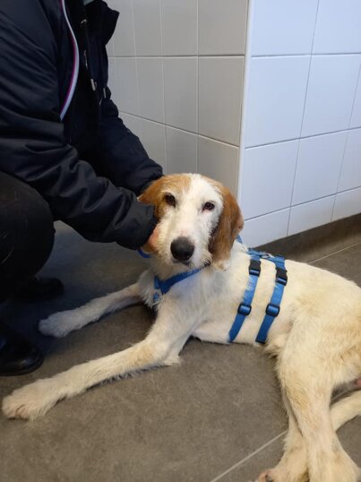 IN VIAGGIO SUL PONTE ADOZIONE DEL CUORE Maschio, nato a luglio 2020 taglia media.