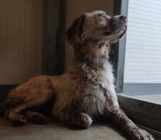 Maschio- taglia media