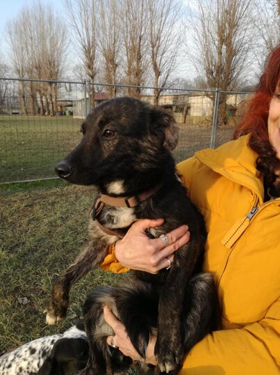 ADOTTATA! - Femmina, nata a Gennaio 2019, taglia media.