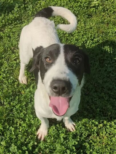 Maschio, Nato a Gennaio 2023, taglia piccola/media