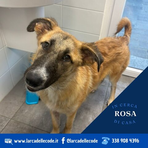 453d1556-de5d-411f-8768-3a019a6c30b1