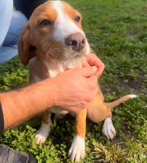 femmina, nata a giugno 2024, taglia media