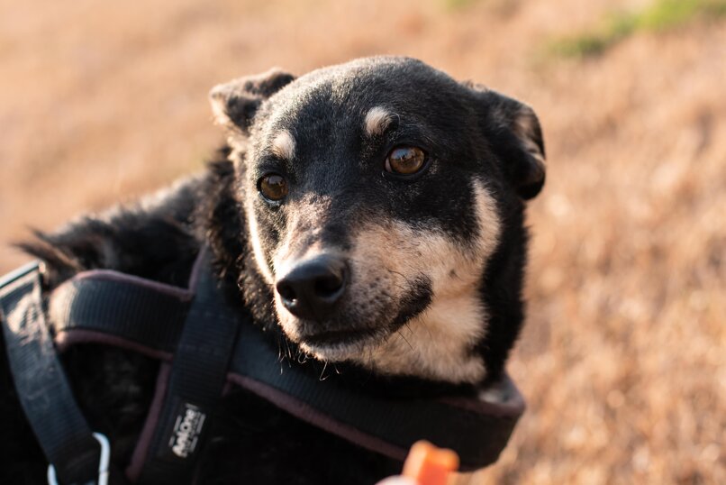 ADOTTATO! Maschio nato in aprile 2017, taglia piccola