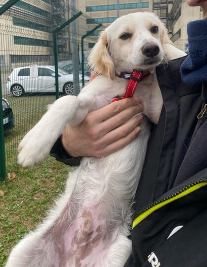 Maschio, nato a maggio 2023, taglia piccola