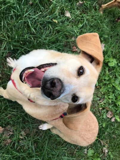 ADOTTATA! - femmina taglia media nata nel 2018.