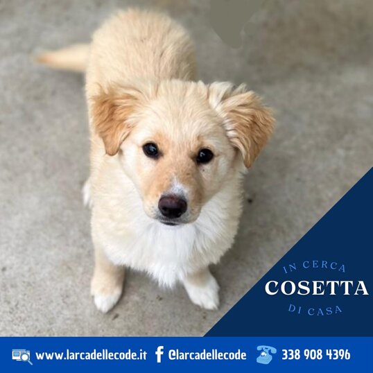 femmina, nata a settembre 2024, taglia media