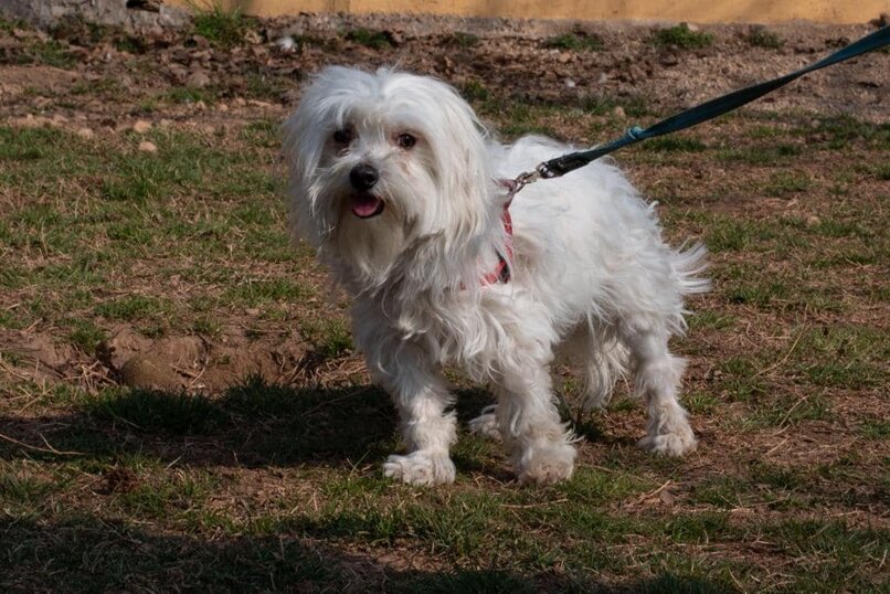 ADOTTATO! Maschio, nato a novembre 2020, taglia piccola.