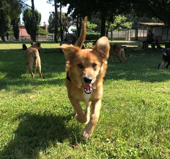 ADOTTATO! - Maschio, nato a dicembre 2019, taglia piccola