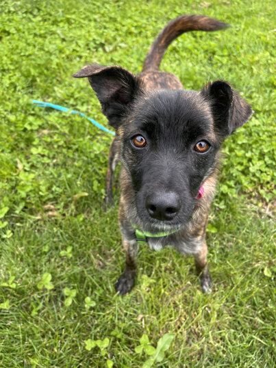 Femmina, nata a novembre 2021, taglia piccola